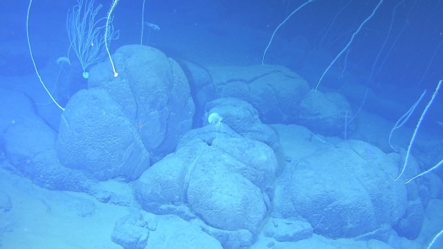 海底照片