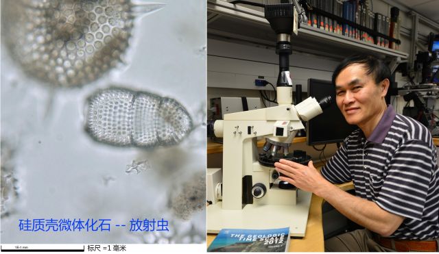 图片说明：左，放射虫化石显微照片；右，作者使用显微镜观察微体化石