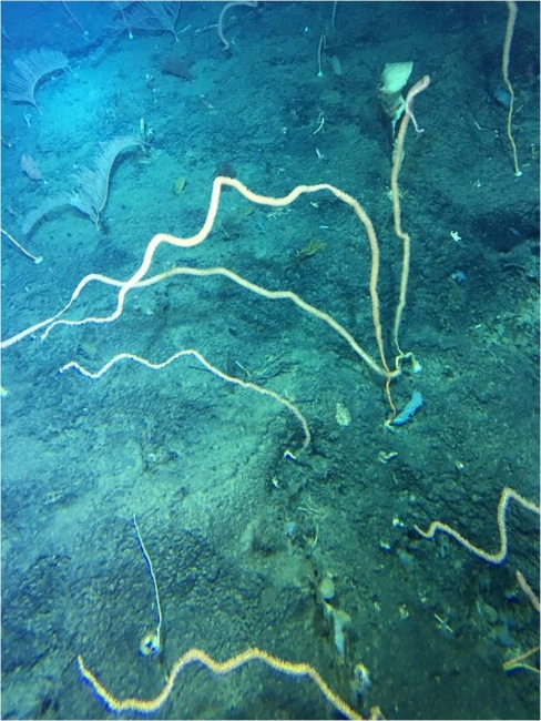 深水珊瑚林
